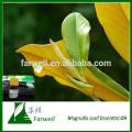 100% Pure natural Magnolia Leaf Essential Oil